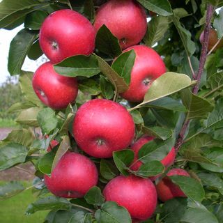 Säulenobst :: Baum Rosenschule Mueller - Onlineshop für Obstgehölze und  Rosen | Obstbäume & Gemüsepflanzen
