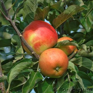 Rosen Onlineshop - Obstgehölze Mueller Baum für Säulenobst und :: Rosenschule