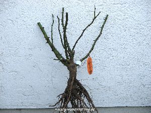 Buschrosen Baum Rosenschule Mueller für Obstgehölze und