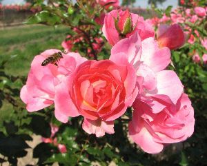 Gesunde Rosen Tabelle