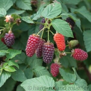 Him-Brombeere 'Tayberry'
