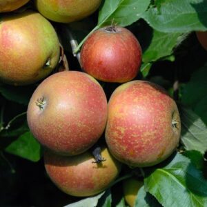 Winter- Lagerapfel: Apfel Roter Boskoop