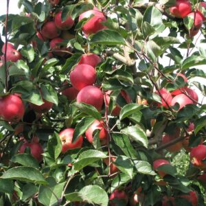Winter- Lagerapfel: Apfel Resi