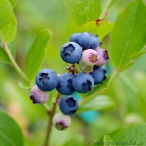 Heidelbeere 'Bluecrop'