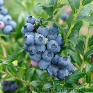 Heidelbeere: Kulturheidelbeere 'Hardyblue'