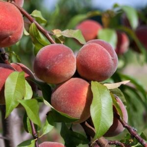 Pfirsich: Pfirsich 'Revita'  -S-