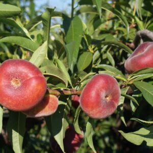 Tellerpfirsich 'PlatforONE'®