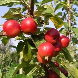 Zierapfel 'Roter Pillnitzer'®