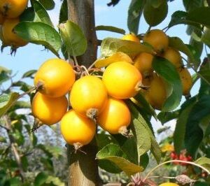 Zierapfel 'Sachsengold'®