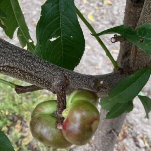 Tellernektarine