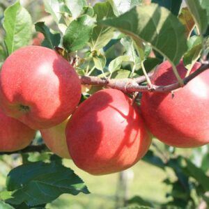 Apfel 'Galiwa'®