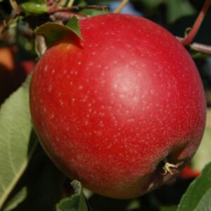 Apfel 'Mariella'®
