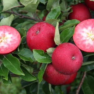 Apfel 'Rosette'®