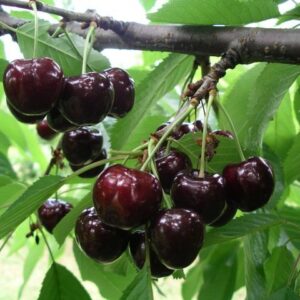 Süßkirsche 'Swing'®