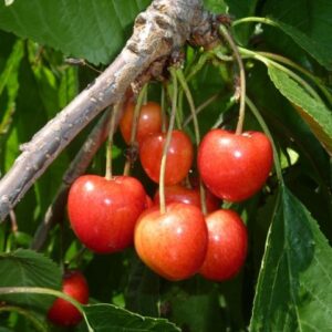 Süßkirsche 'Habunt'®