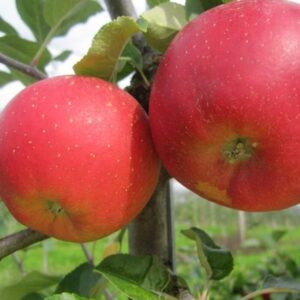 Apfel 'Ladina'®