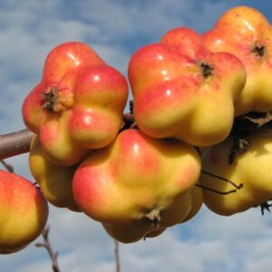 Apfel 'Apistar'®