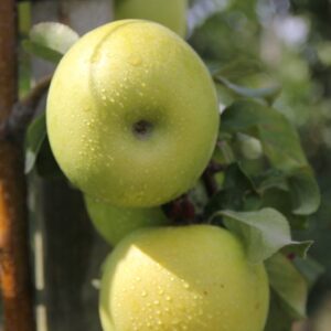 Apfel 'Pia41'®