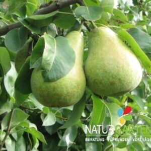 Birne 'Nojabrskaja'®