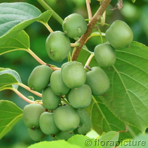 Kiwibeere 'Fresh Jumbo'