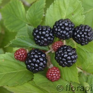 Brombeere 'Asterina'®