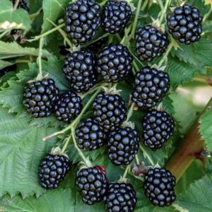 Brombeere 'Navaho'®