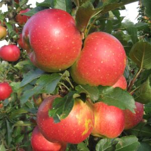 Säulenapfel 'Jucunda'®