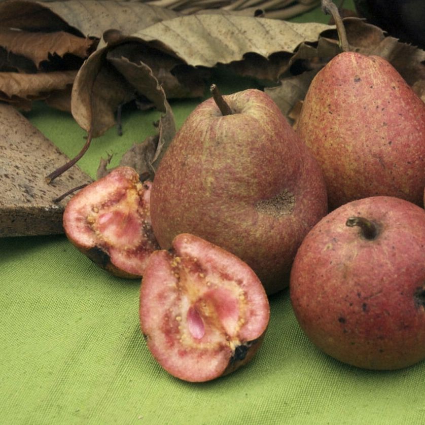 Birne 'Cocomerina'