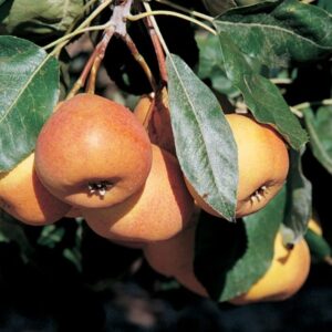 Bollweilerbirne 'Shipova'