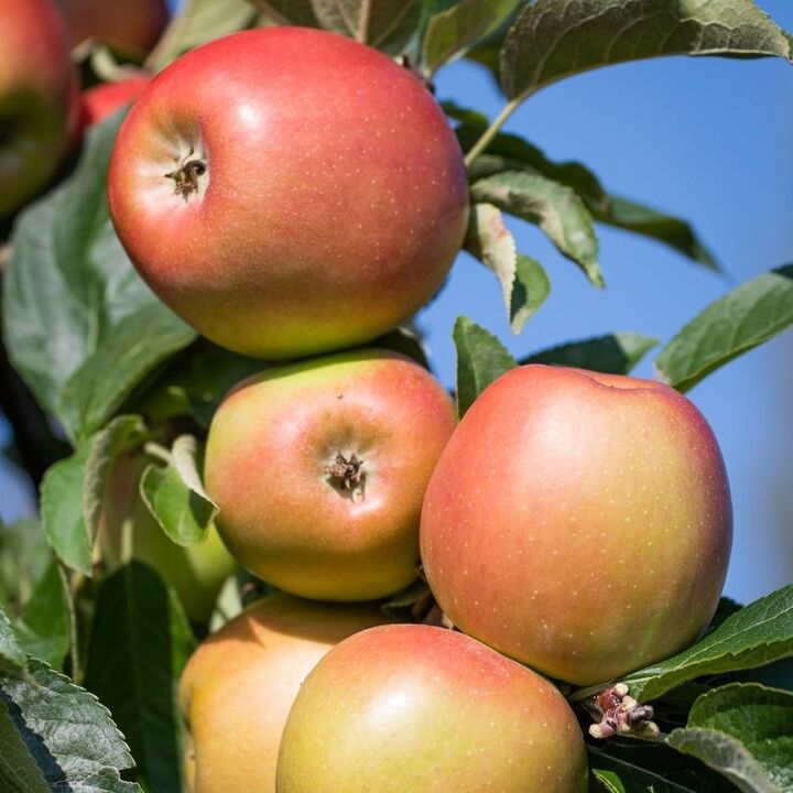 Säulenapfel 'Karli'®