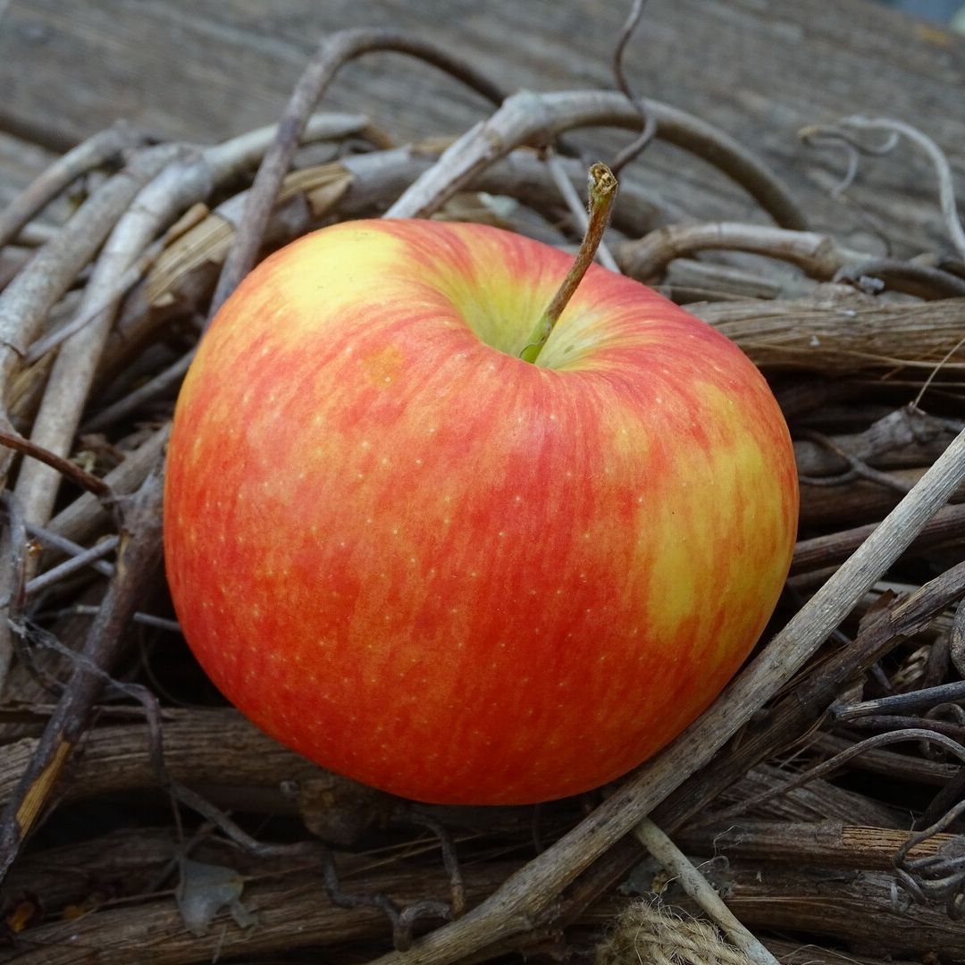 Apfel 'Tramin'®