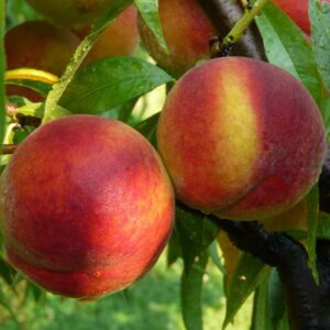 Pfirsich 'Majorita'®