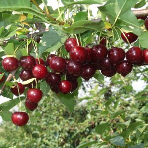Sauerkirsche 'Turmalin'®