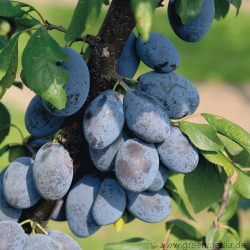 Zwetsche 'Jojo'®