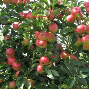 Herbstapfel: Apfel 'Rebella'