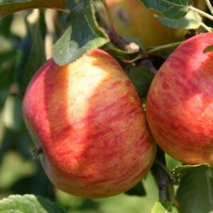 Herbstapfel: Apfel 'Santana'  -R-
