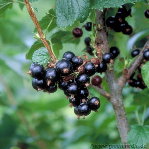 Johannisbeere schwarz: Johannisbeere 'Ometa'  -S-