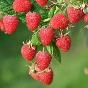 Himbeere: Himbeere 'Malling Promise'