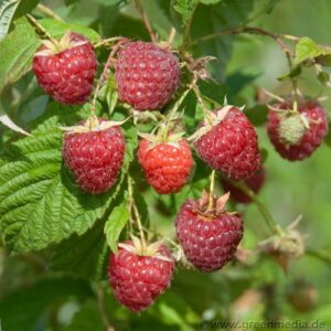 Himbeere 'Twotimer®Sugana'®, rot