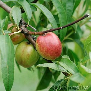 Nektarine: Pfirsich 'Nectared'