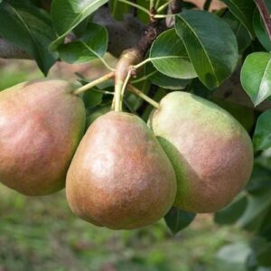 Säulenbirne: Säulenbirne 'Decora'  -S-