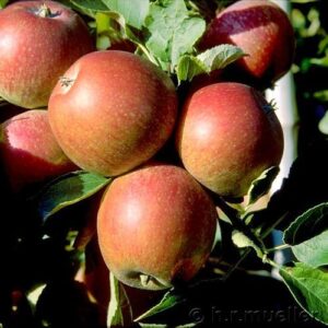 Herbstapfel: Apfel Alkmene