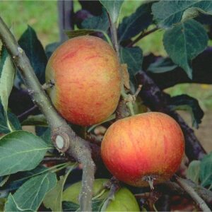 Winter- Lagerapfel: Apfel Cox Orange Renette