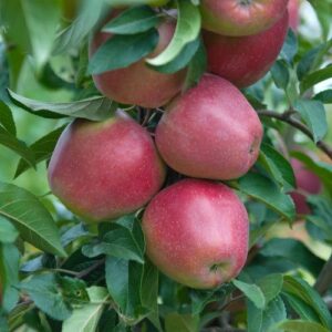 Winter- Lagerapfel: Apfel Gloster 69