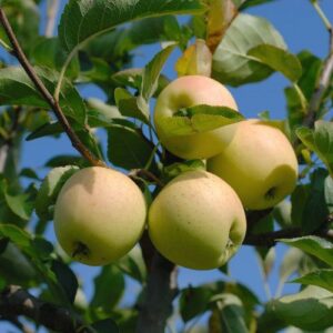 Winter- Lagerapfel: Apfel Golden Delicious