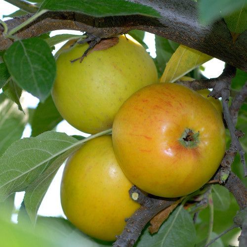 Winter- Lagerapfel: Apfel Goldparmäne