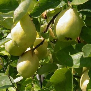 Birnenquitte: Quitte 'Cydora Robusta'  -S-