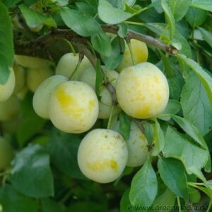Mirabelle: Mirabelle 'Bellamira'  -S-