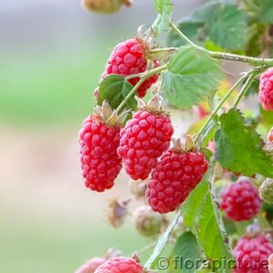 Himbeere: Himbeere 'Willamette'