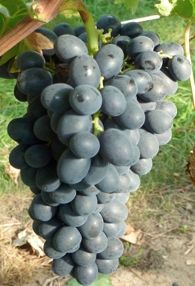 Tafelwein: Weinrebe 'Nero'  -S-